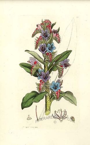 Lepidium latifolium - клоповник широколистный